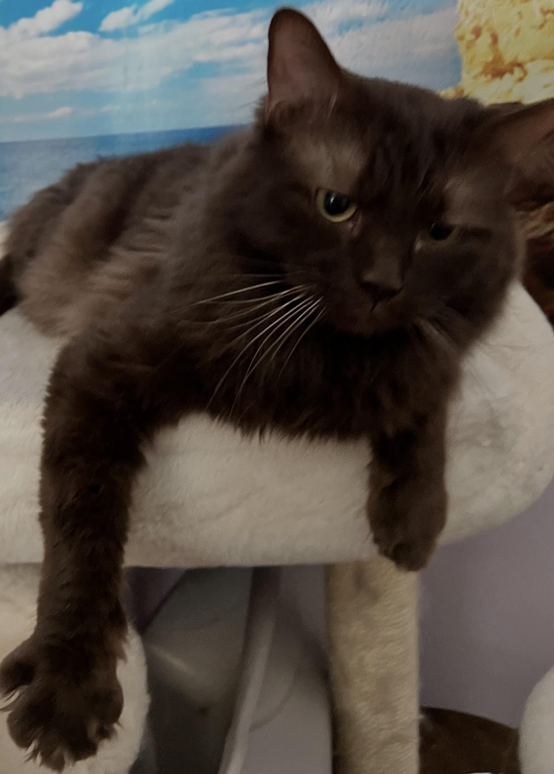 Amadeus - Ragdoll King