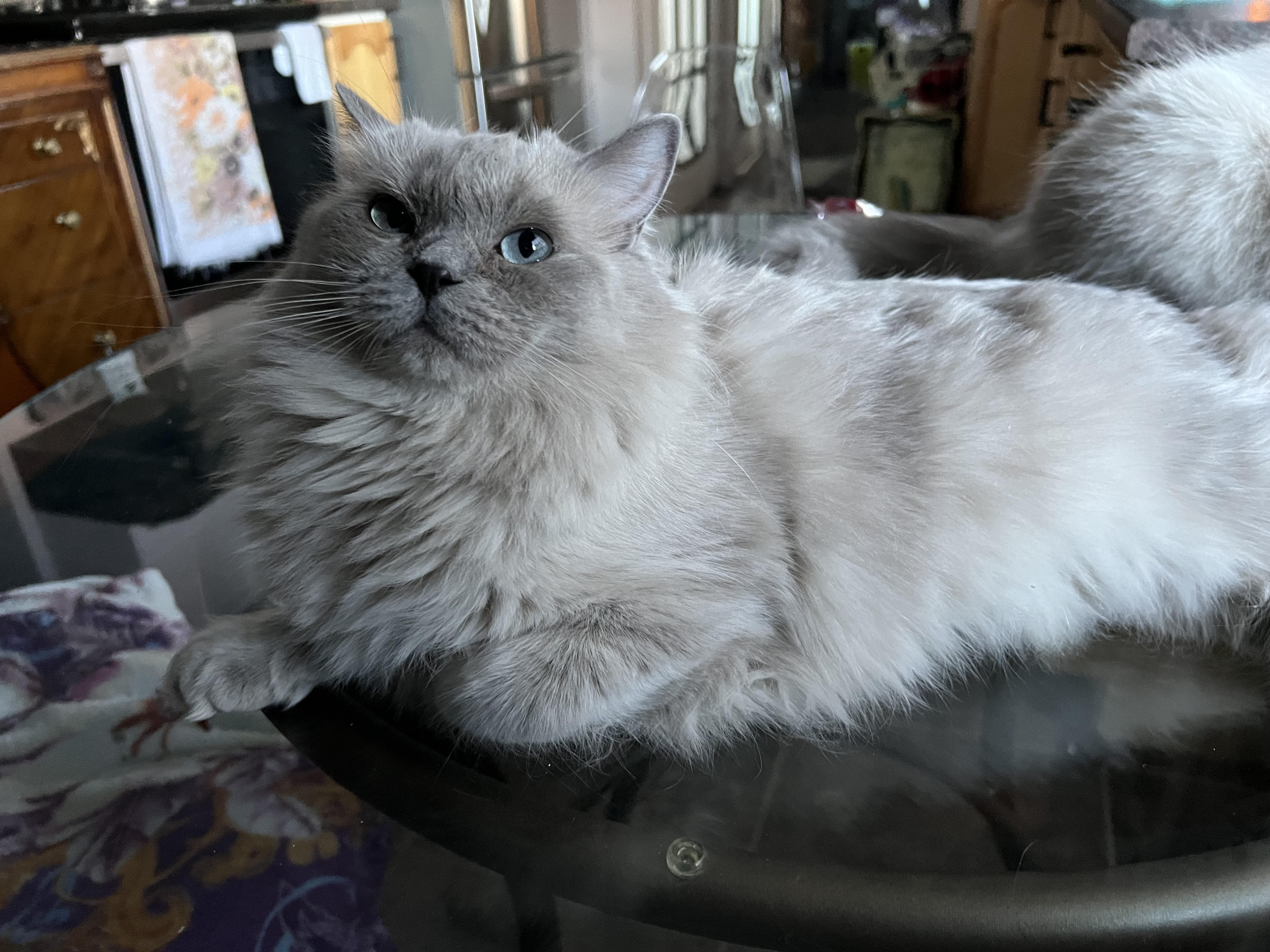 Sapphira - Ragdoll Queen