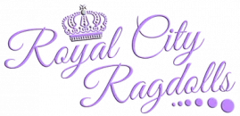 Royal City Ragdolls